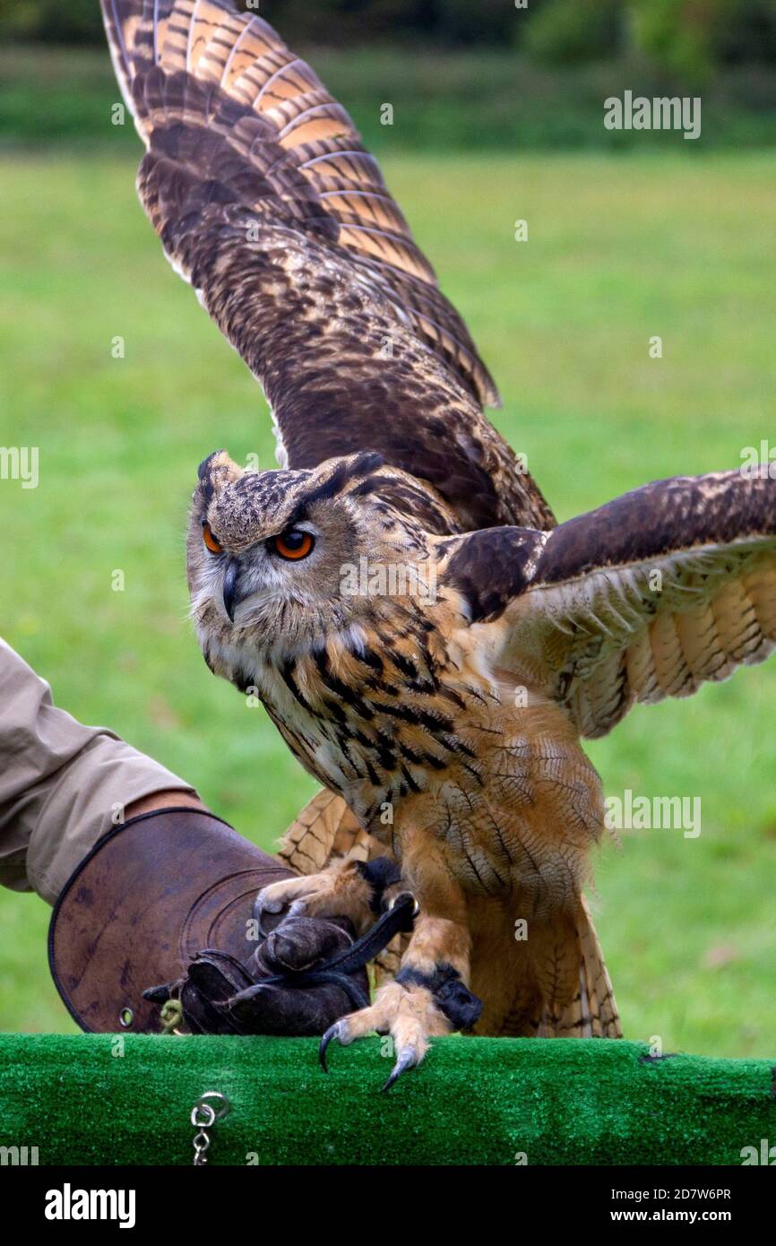 Ein Porträt einer eurasischen Adlereule, die von einem Falkner auf eine Vogelschau-Requisite zurückgelegt wird. Der Falkner trägt einen Falknerhandschuh und der Vogel hat seinen Flügel Stockfoto