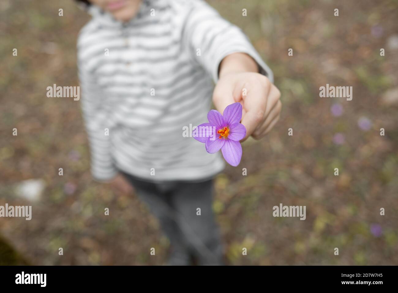 Das Kind hält eine violette Blume aus Stockfoto