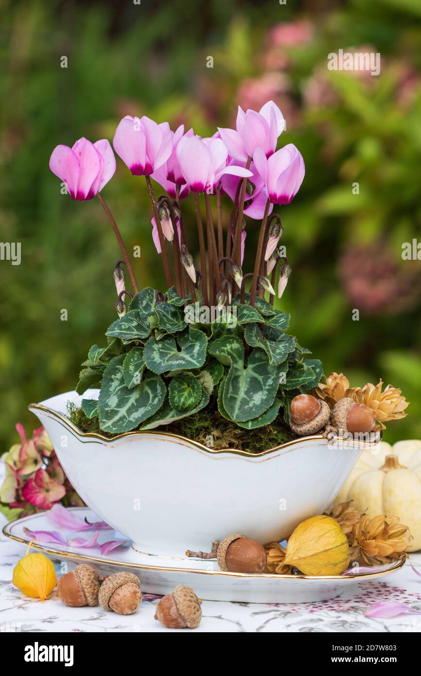 Herbstdekoration mit rosa Cyclamen in Vintage-Sauce Boot Stockfoto