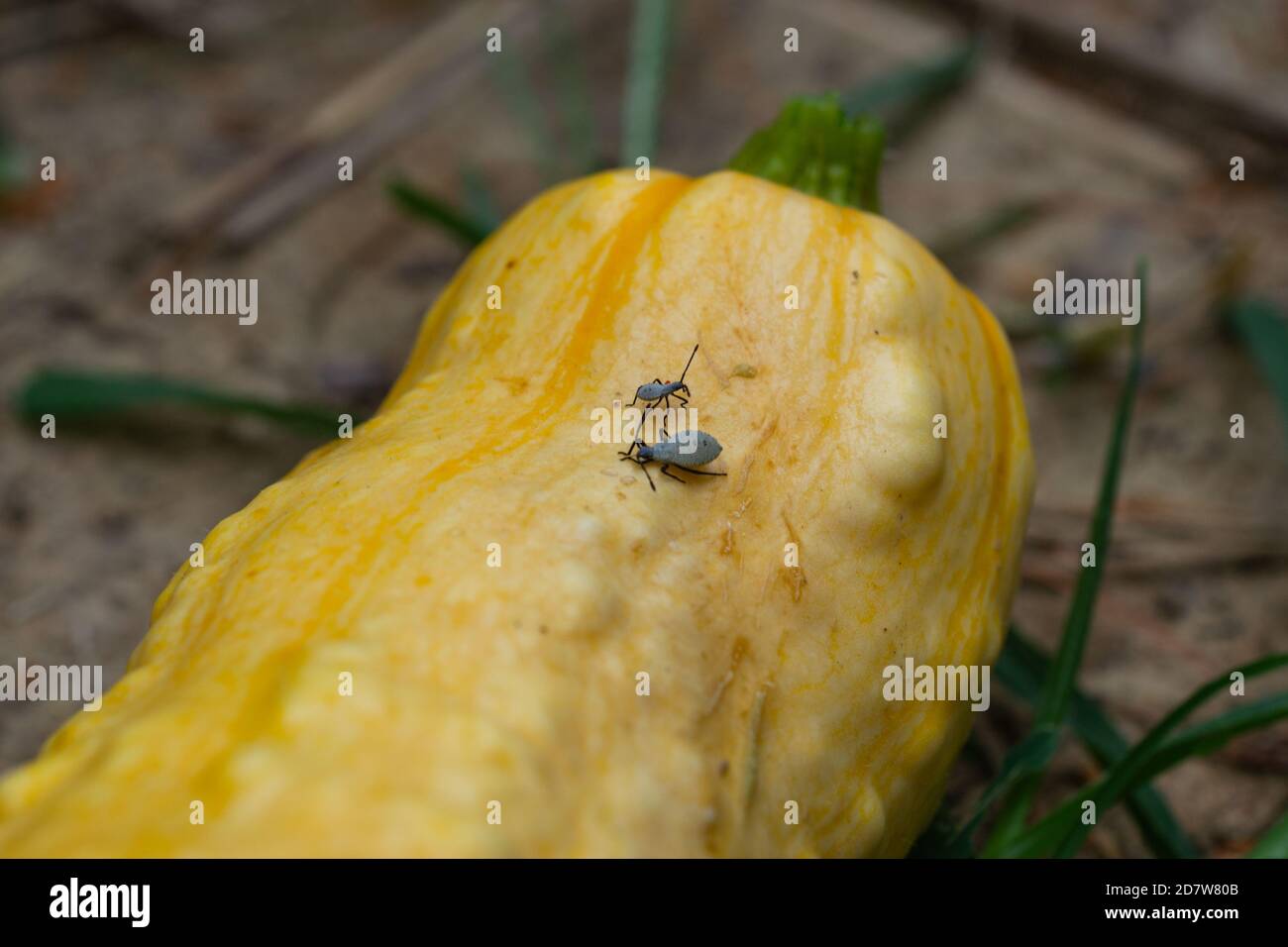 Squashwanzen kriechen auf einem Squash in einem Garten Stockfoto