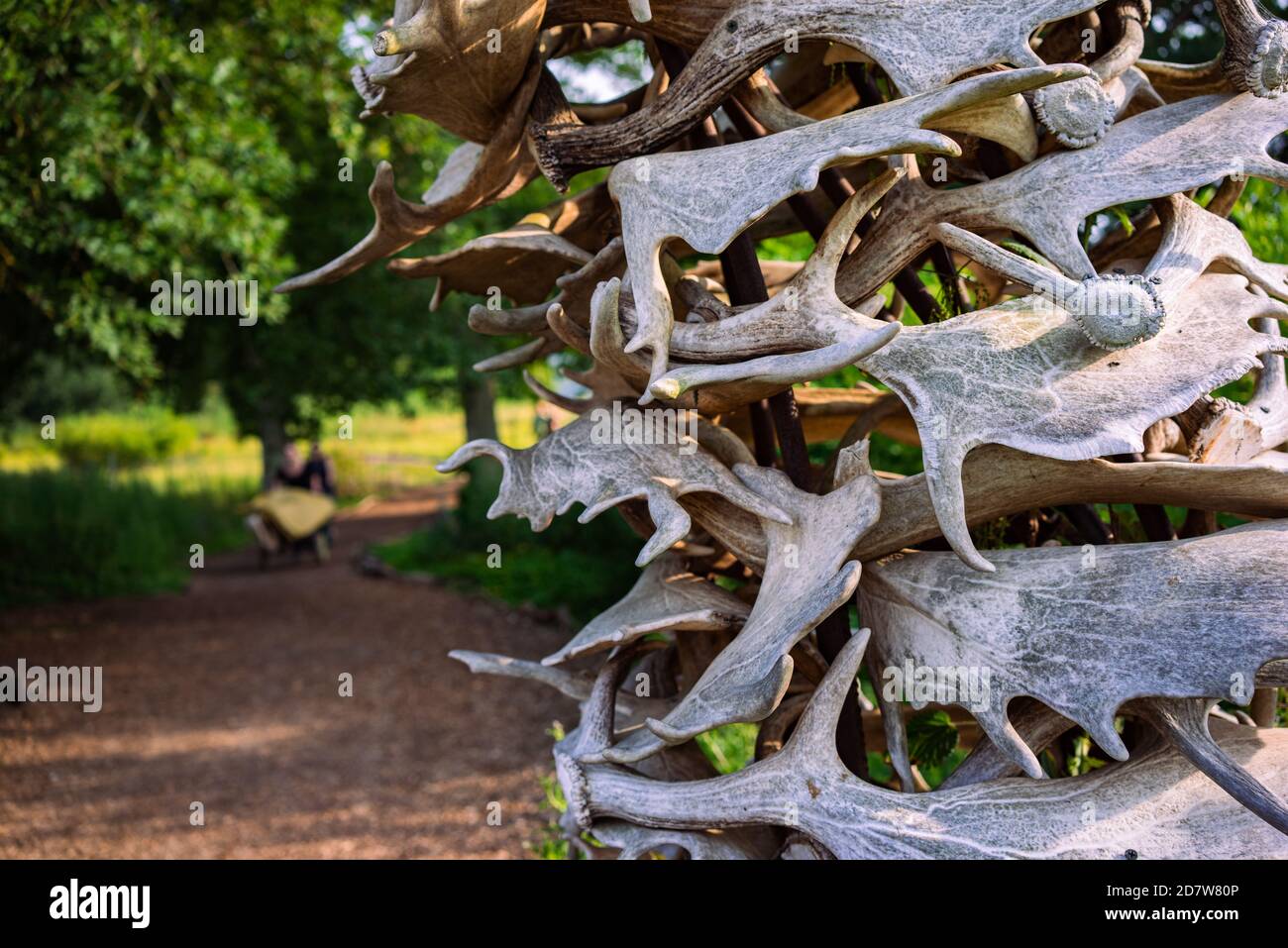 Hirschgeweih Stockfoto