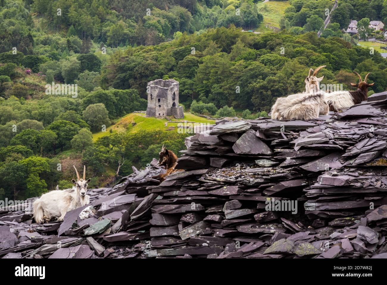 Welsh Mountain Goats und Dolbadarn Castle Stockfoto