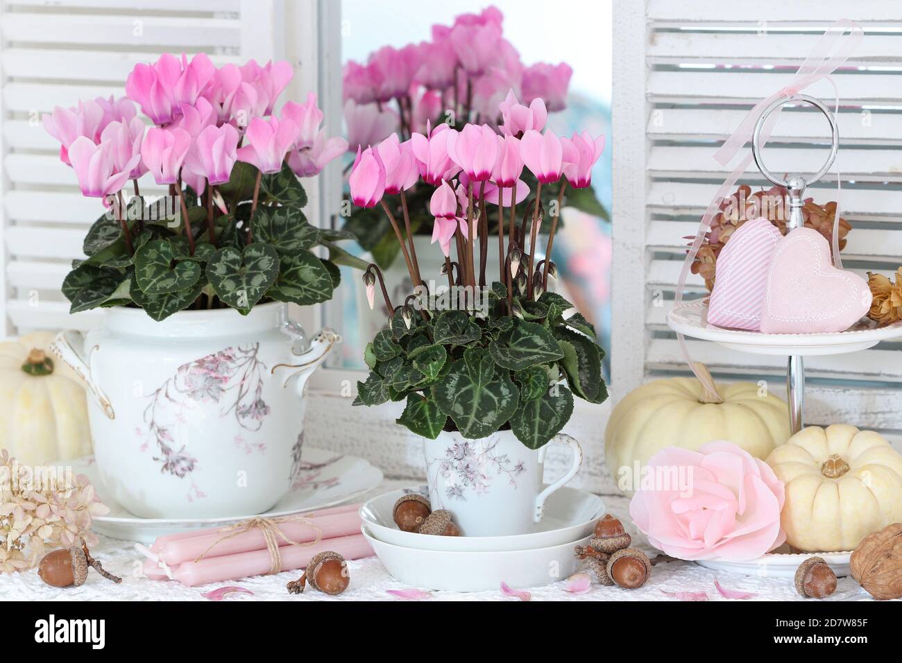 Herbstschmuck mit rosa Cyclamen, Vintage Porzellan und weißen Kürbissen Stockfoto