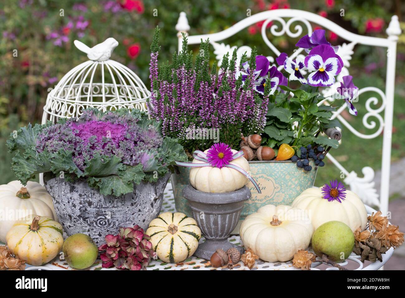 Romantische Herbstdekoration mit violetten Blüten und weißen Kürbissen Stockfoto