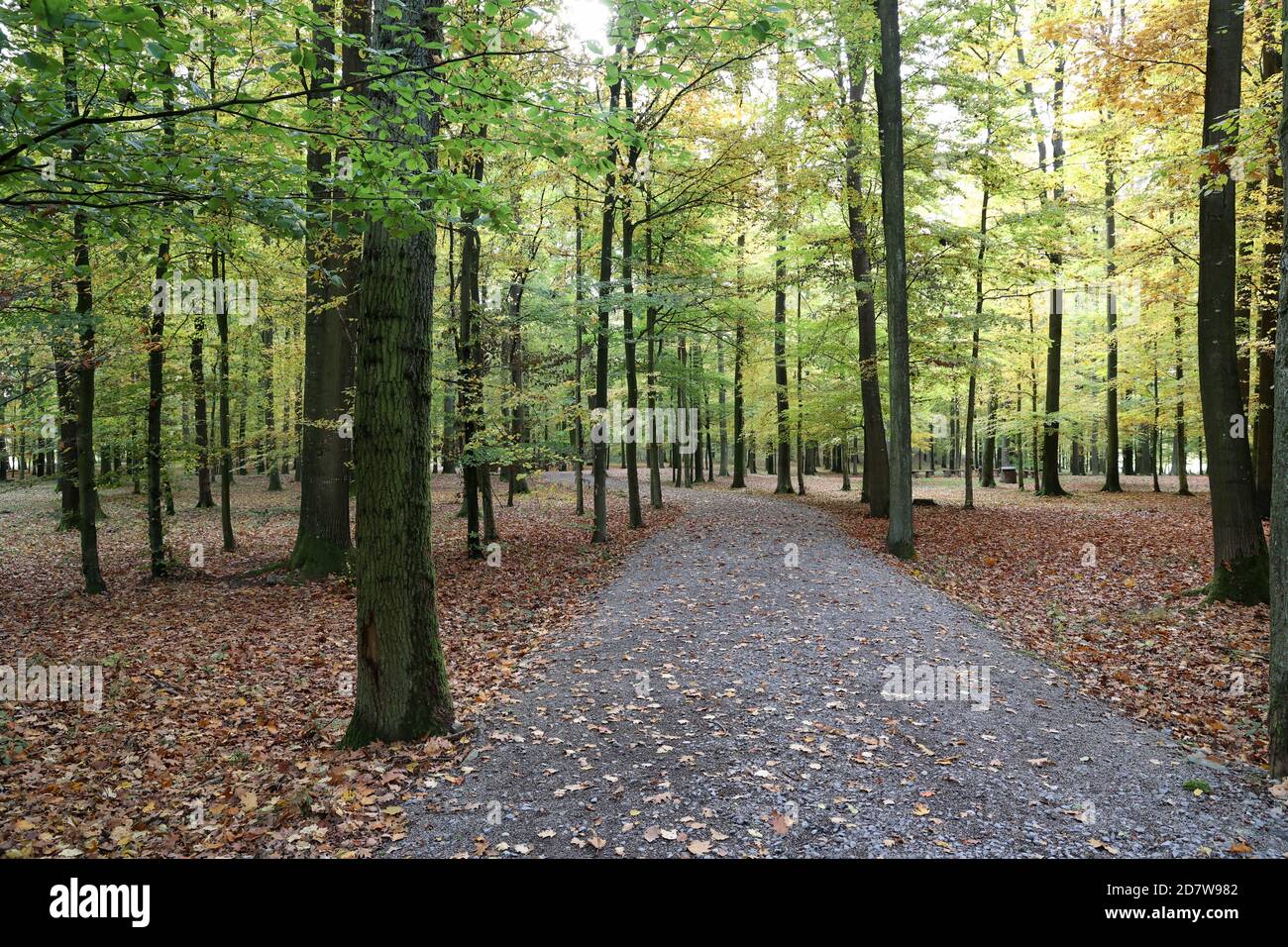 Schöner Buchenwald im Morgenlicht Stockfoto