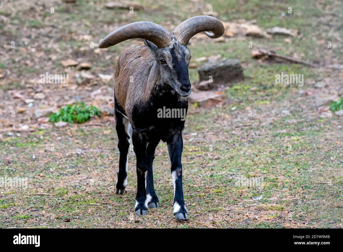 Nahaufnahme von Bharal, Himalayan Blue Sheep oder naur Stockfoto