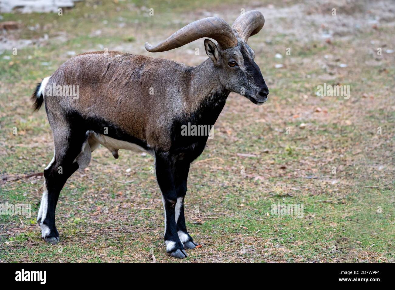 Nahaufnahme von Bharal, Himalayan Blue Sheep oder naur Stockfoto