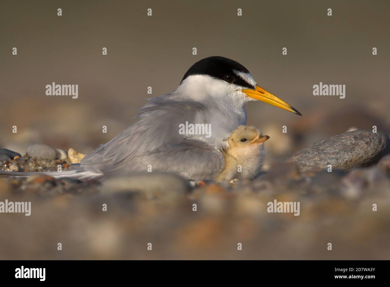 Am wenigsten Tern Mama und Chick at Nest am Nauset Beach in Eastham, MA am Cape Cod Stockfoto