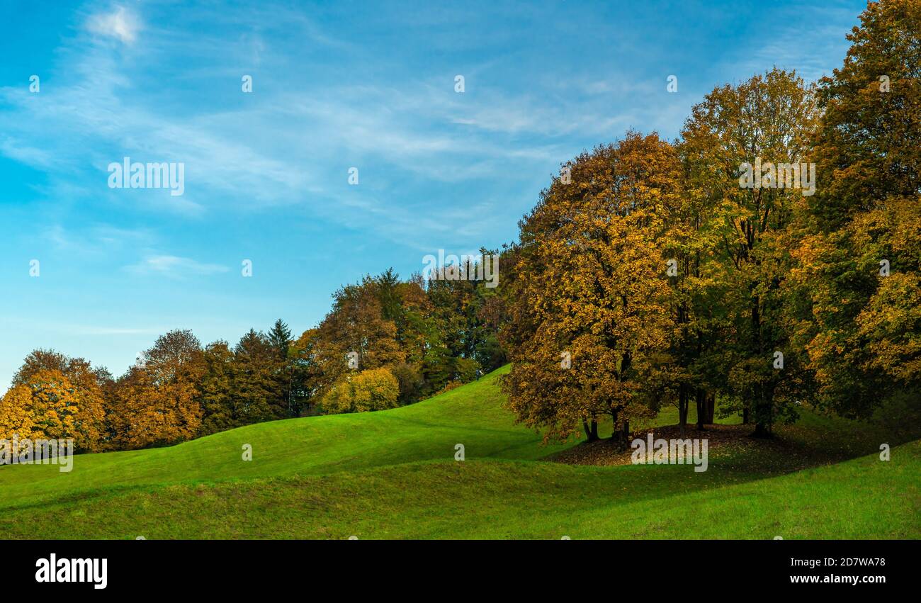 Herbstwald mit goldenen Bäumen Stockfoto