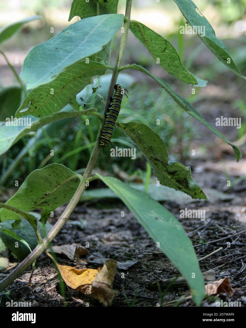 caterpillar essen Milchkraut Stockfoto