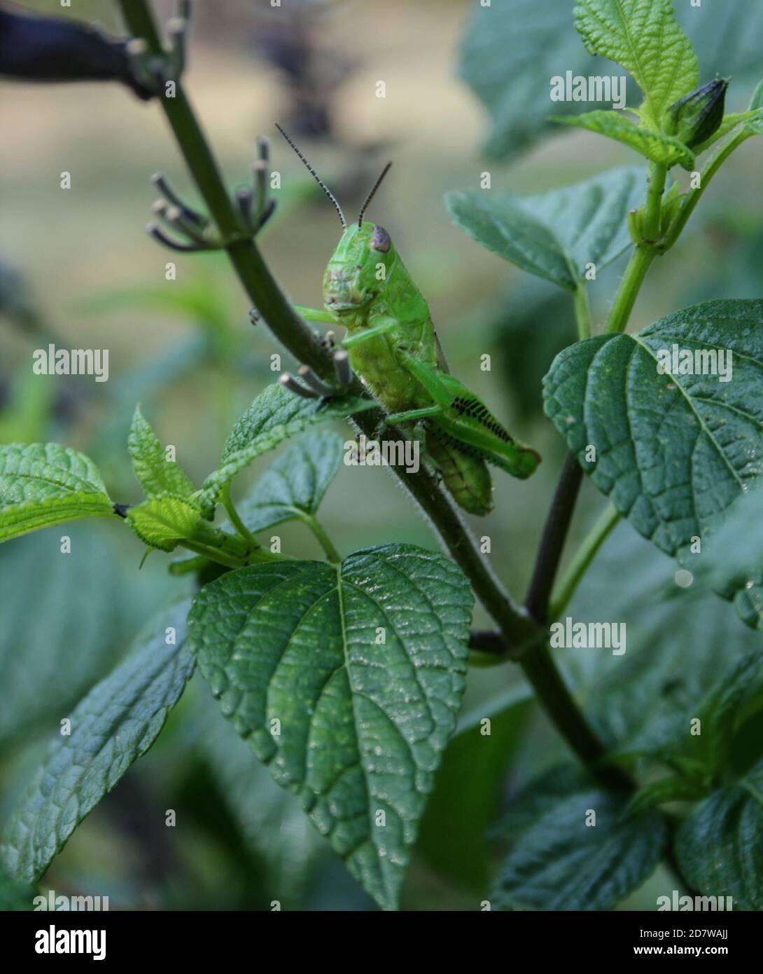 Grasshopper, der Blätter auf einer Blumenpflanze frisst Stockfoto
