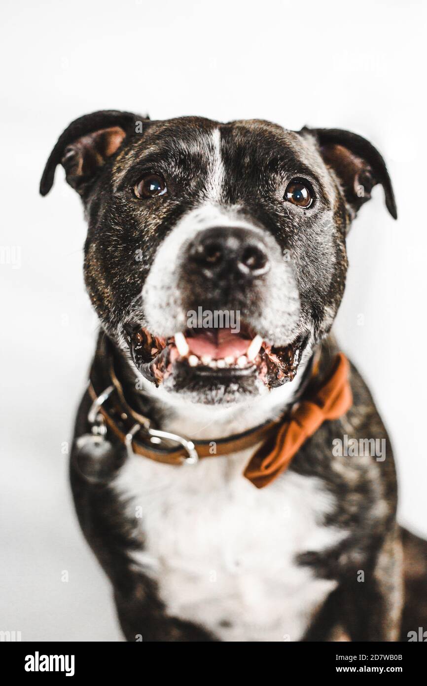 Lächelnder englischer Staffordshire Bull Terrier (Staffie) Hund trägt Fliege Auf weißem Hintergrund Stockfoto