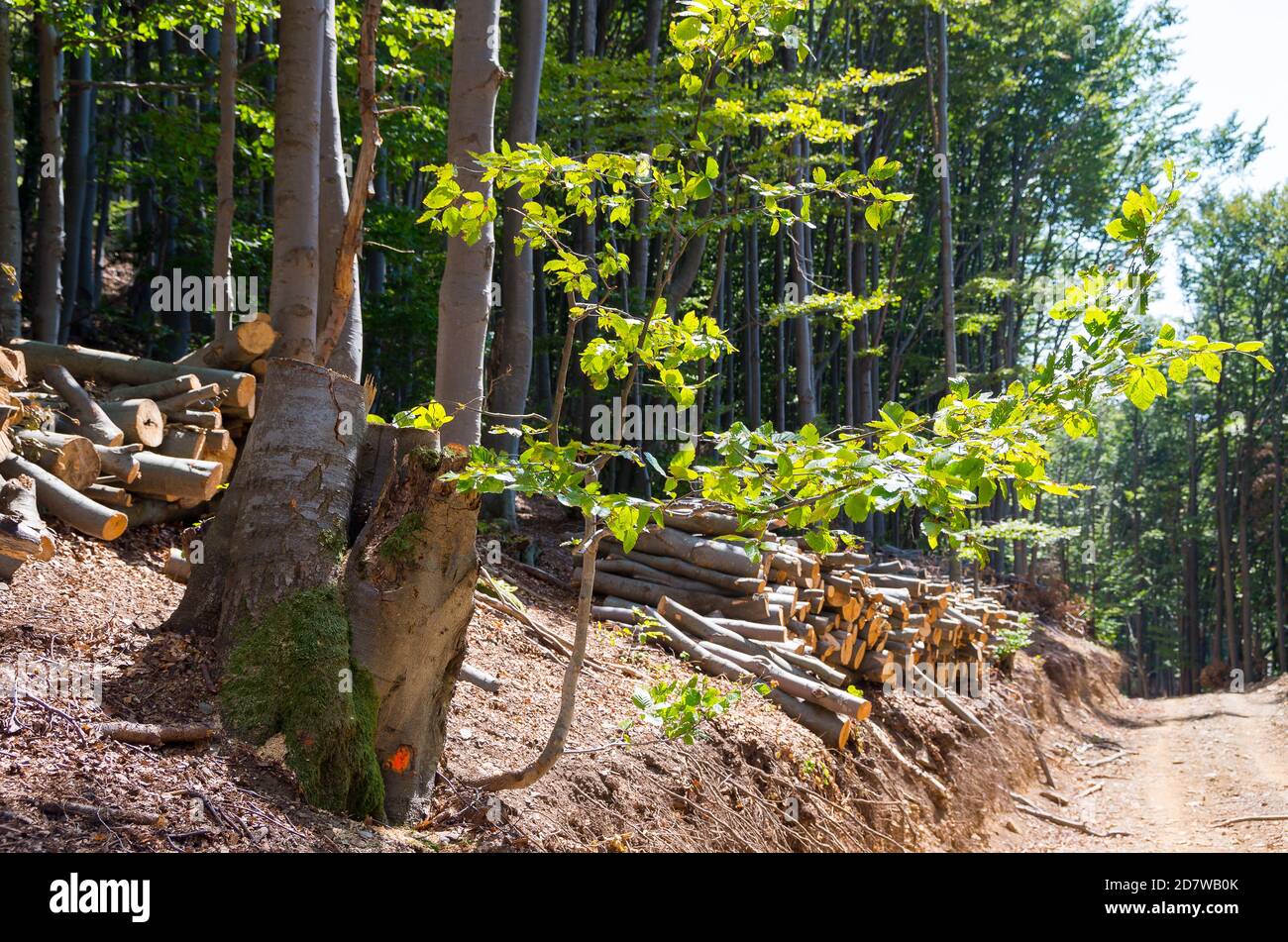 Holzabsaugung. Bäume gefällt und für die Industrie gelagert Stockfoto