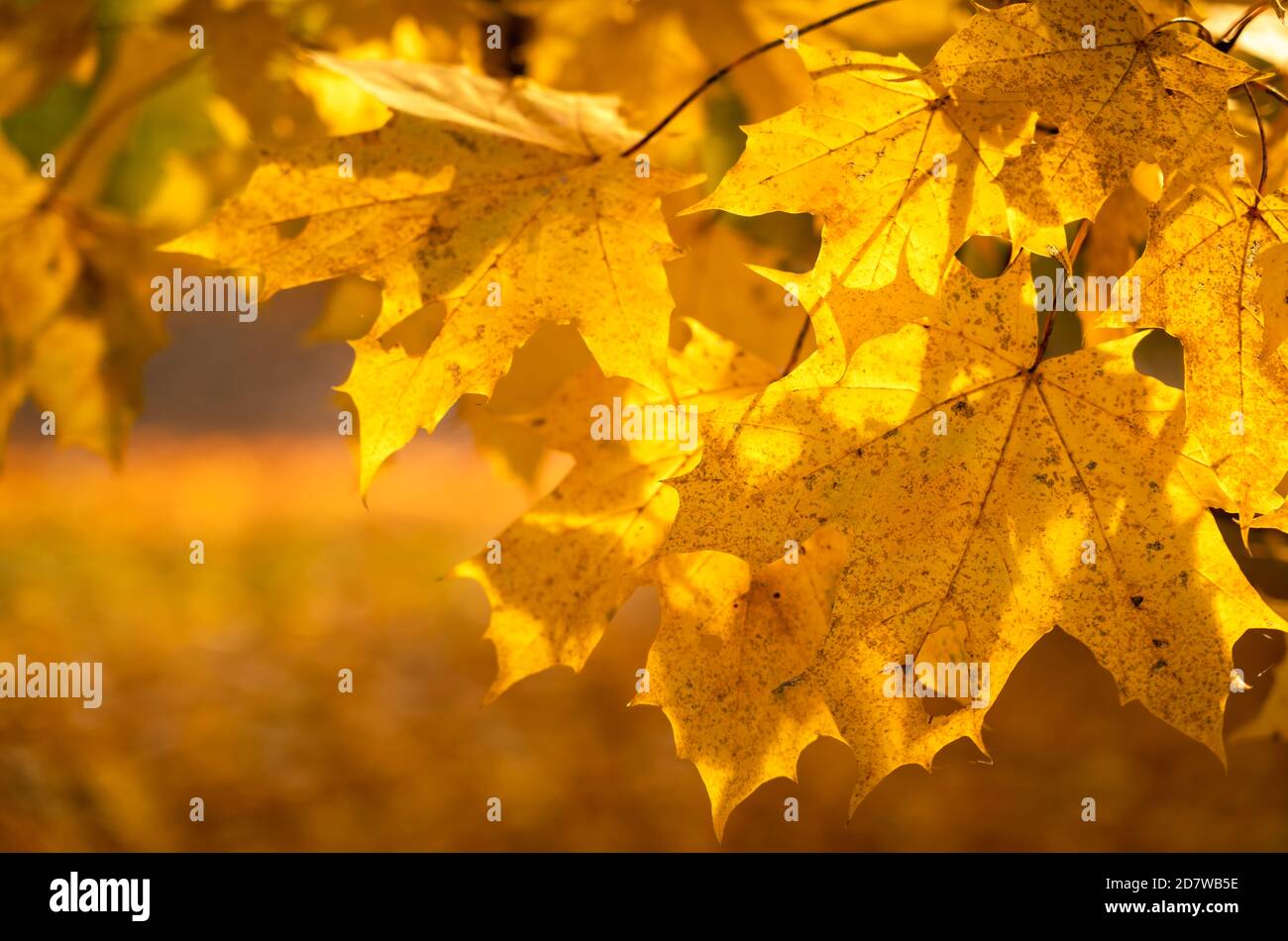 Goldene Blätter im Herbst Stockfoto
