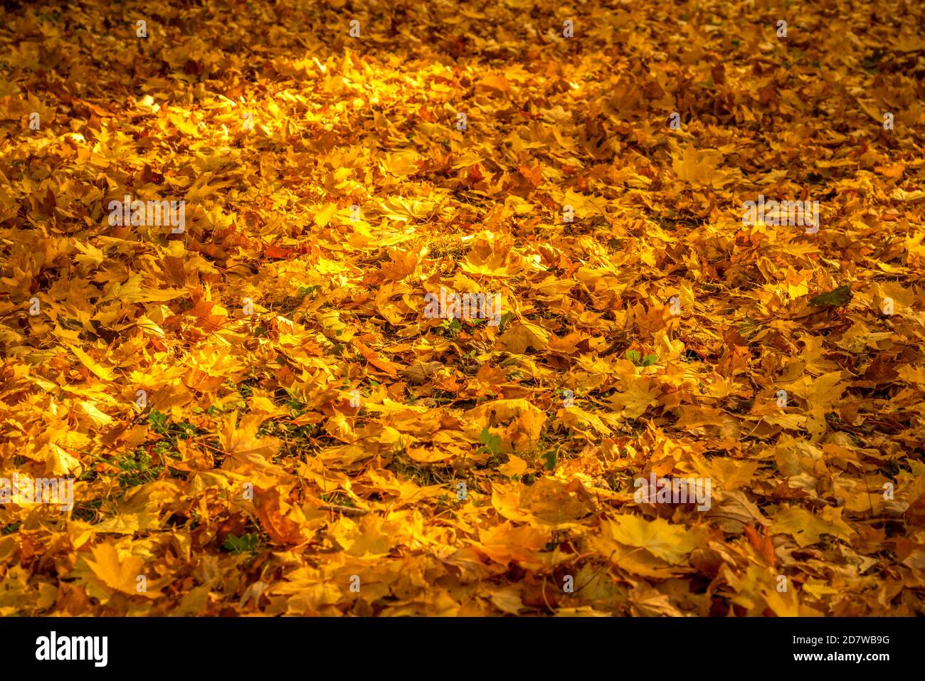 Herbstsaison mit goldenen Blättern Stockfoto