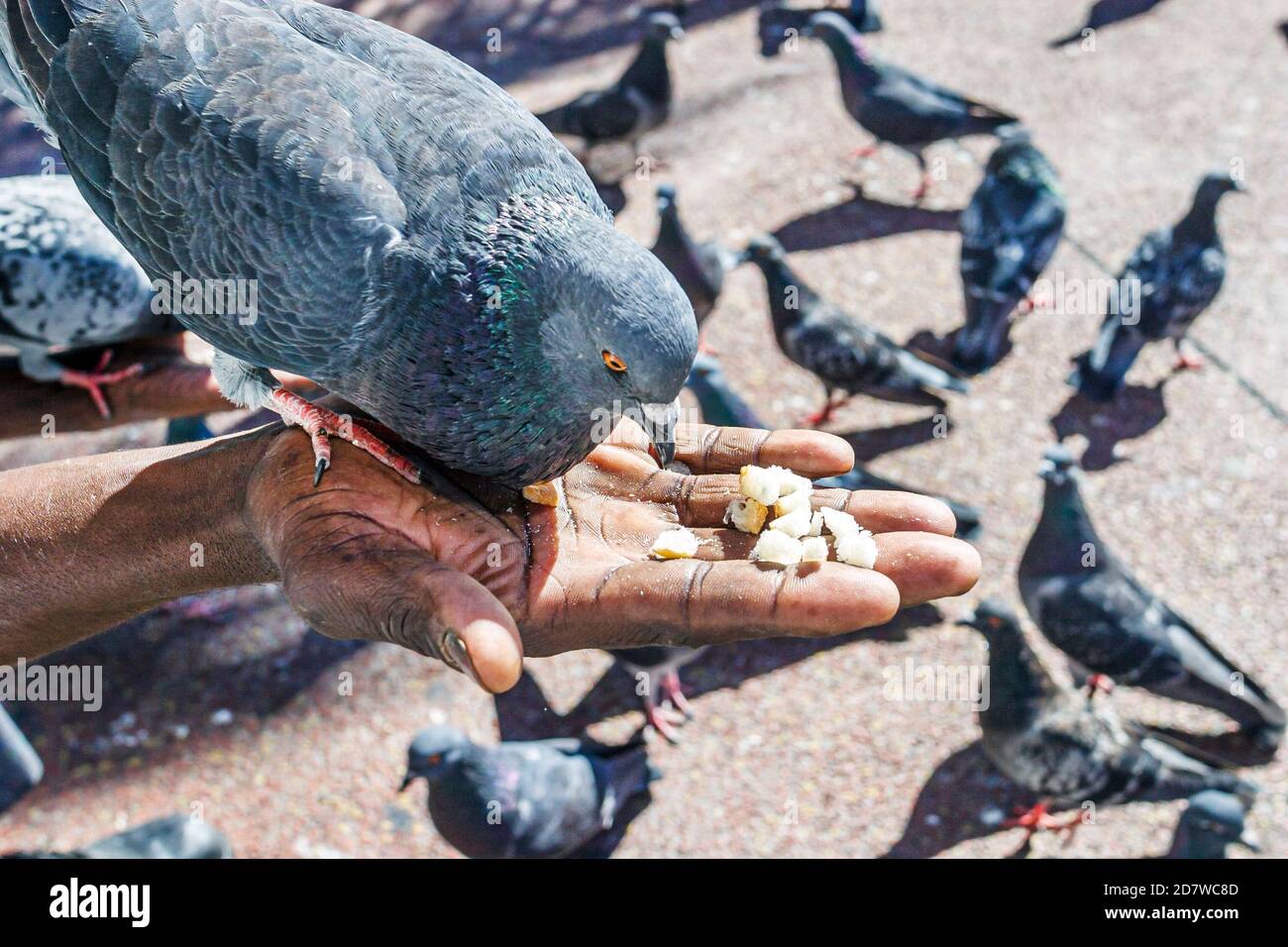Miami Florida, schwarzer erwachsener Mann männlich, Tauben aus der Hand füttern, Stockfoto Miami Florida, schwarzer erwachsener Mann männlich, Tauben aus der Hand füttern, Stockfoto