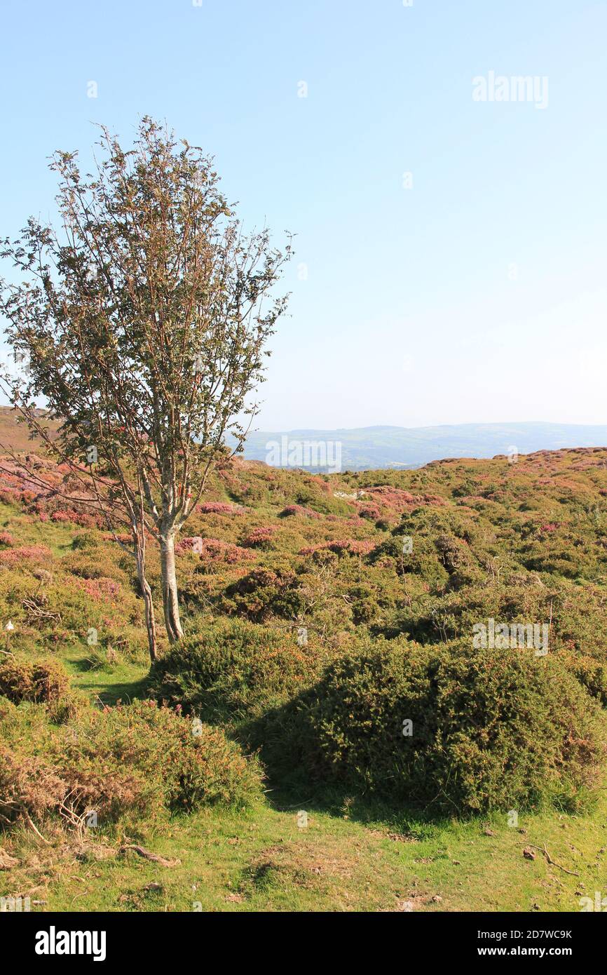 Penmaenmawr Stockfoto