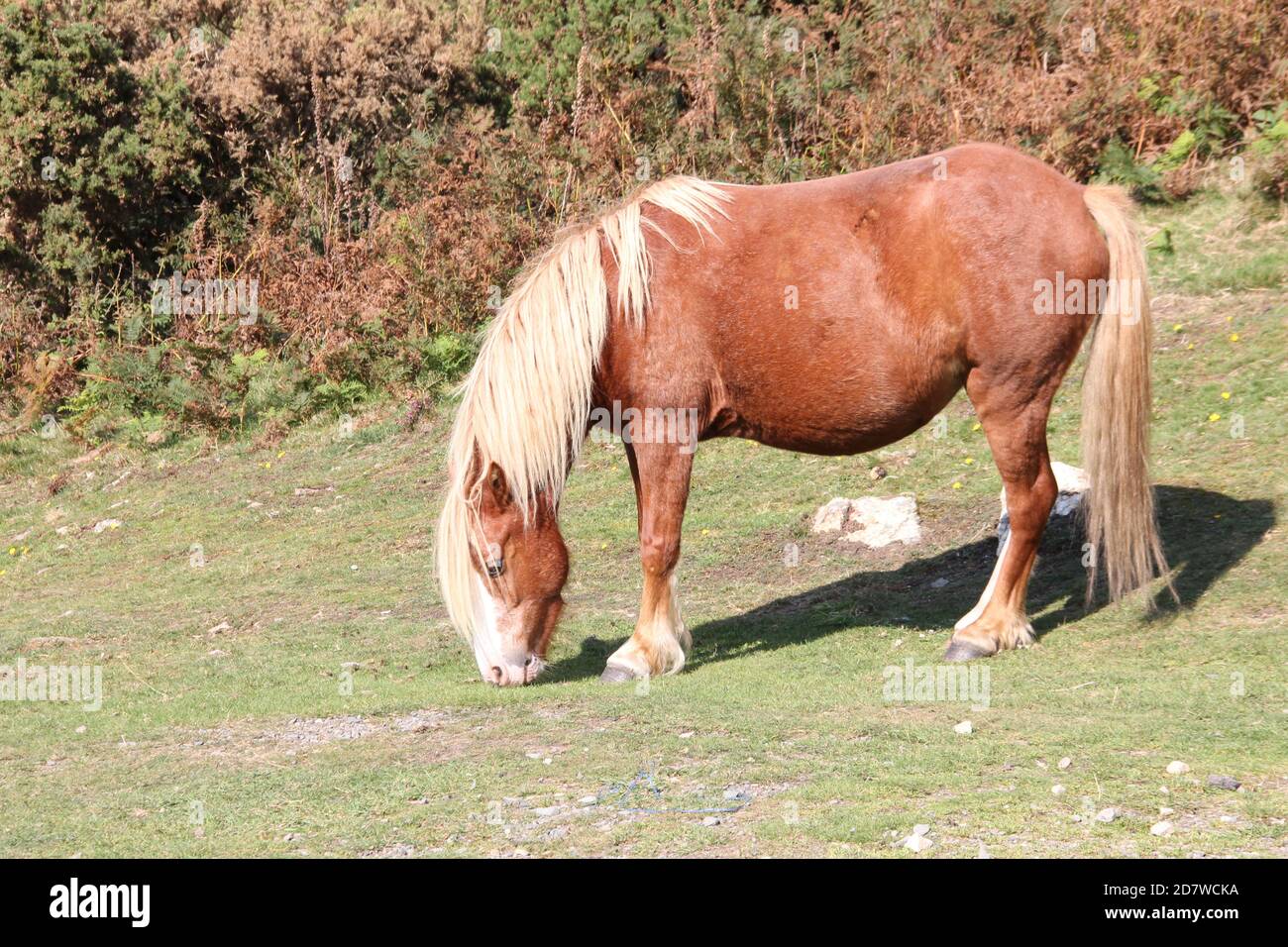 Penmaenmawr Stockfoto