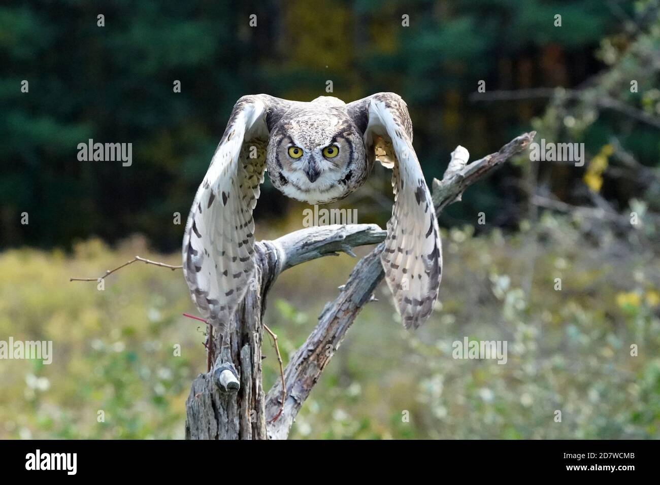 Große gehörnte Eule im Flug und Barschen Stockfoto