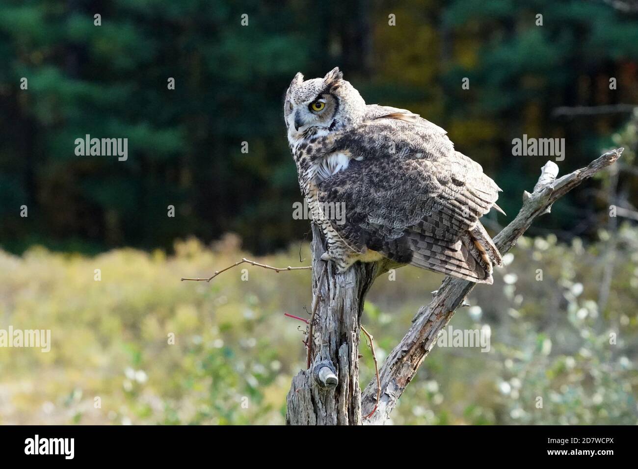 Große gehörnte Eule im Flug und Barschen Stockfoto