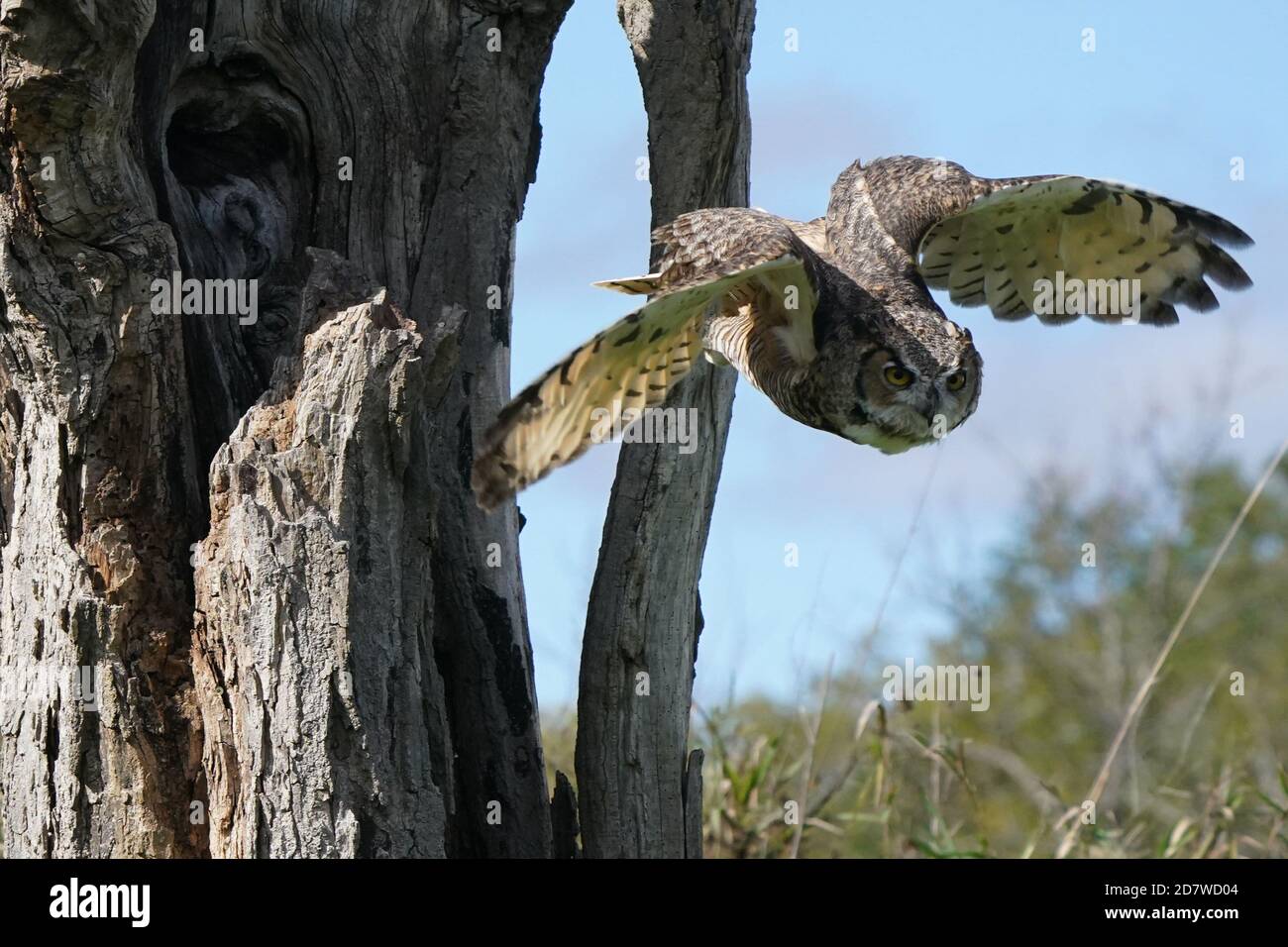 Große gehörnte Eule im Flug und Barschen Stockfoto