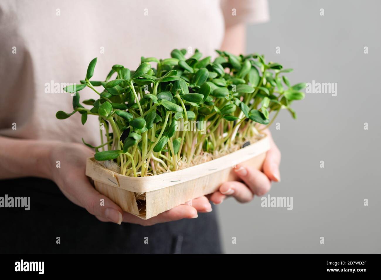 Micro Green Sprossen in weiblichen Händen in einer Box. Gekeimt Sonnenblumenkerne. Veganes, nachhaltiges Lifestyle-Konzept Stockfoto