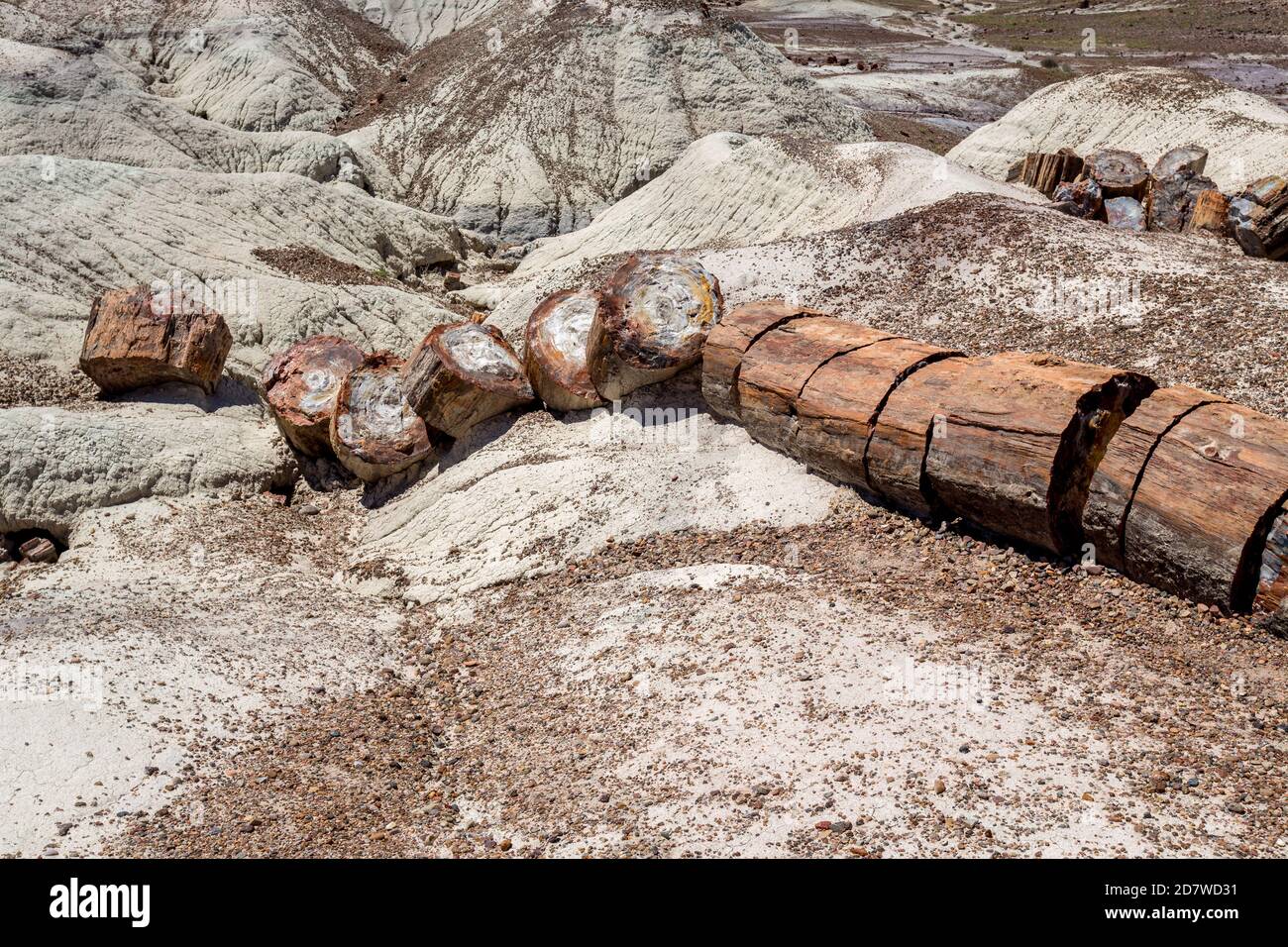 Broken Petrified Logs im Petrified Forest National Park, Arizona-USA Stockfoto