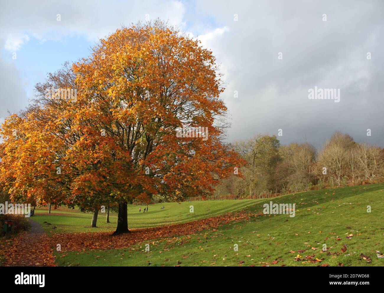 Herbstlandschaften, großartige britische Landschaft. Herbstparks Großbritannien und Schottland. Herbstbaum im Park. Herbstblätter liegen auf dem Boden. Stockfoto