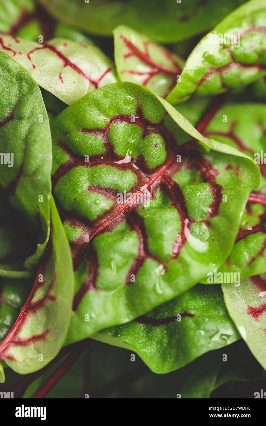 Schweizer Mangold Mikrogrün als Hintergrund. Makroaufnahme von Micro Green Leaf Stockfoto