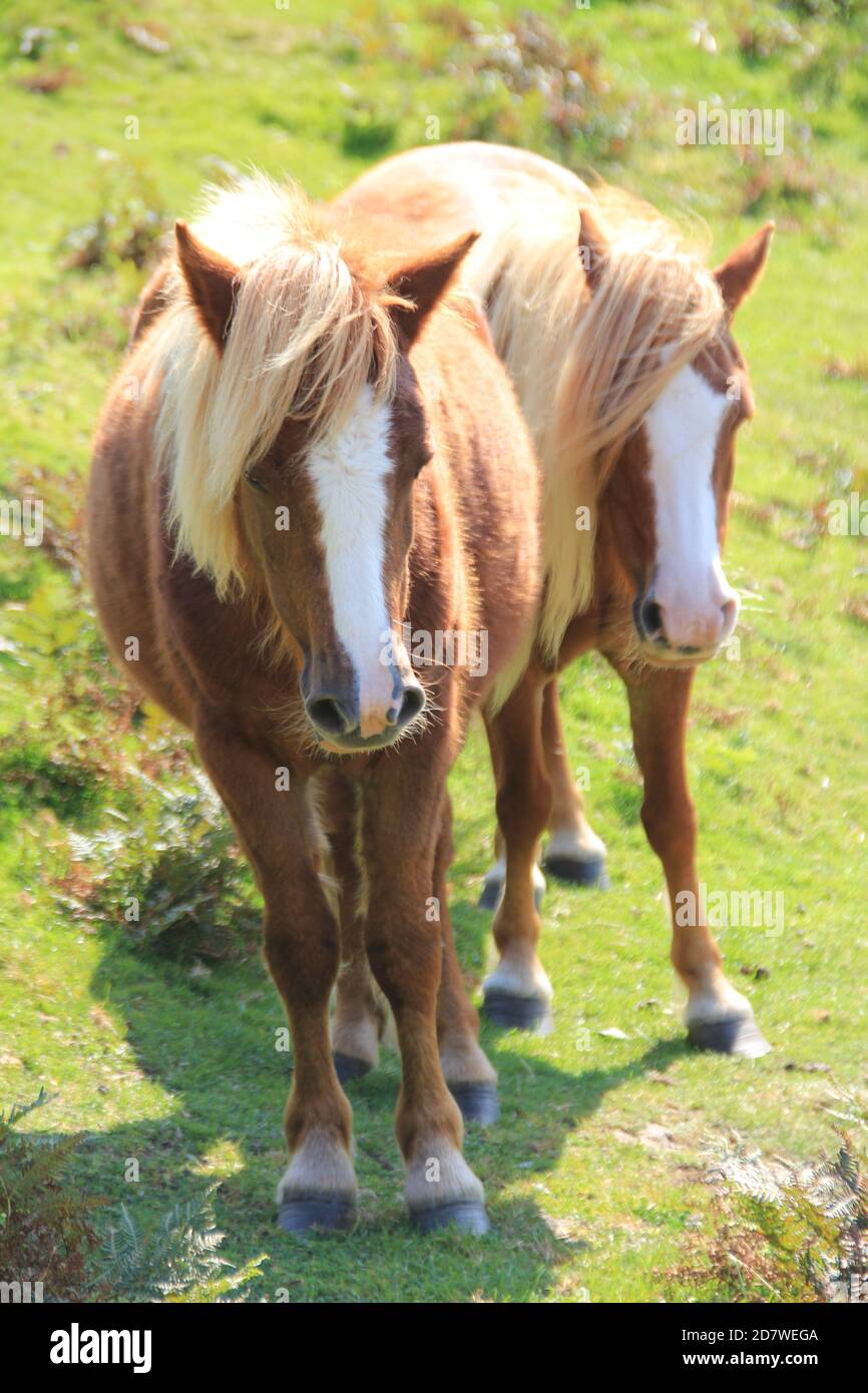 Penmaenmawr Stockfoto