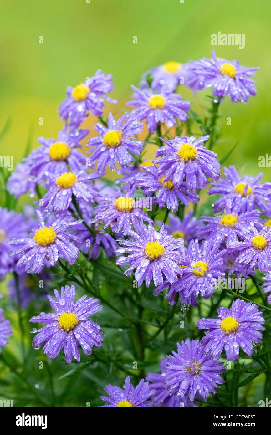 Aster Blumen in Regentropfen im Herbstgarten bedeckt - VEREINIGTES KÖNIGREICH Stockfoto