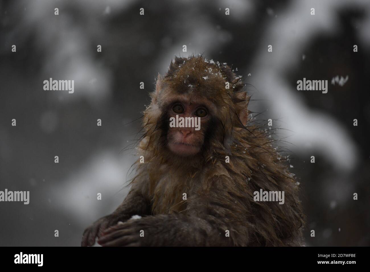 Baby Affe im Jigokudani Monkey Park Stockfoto