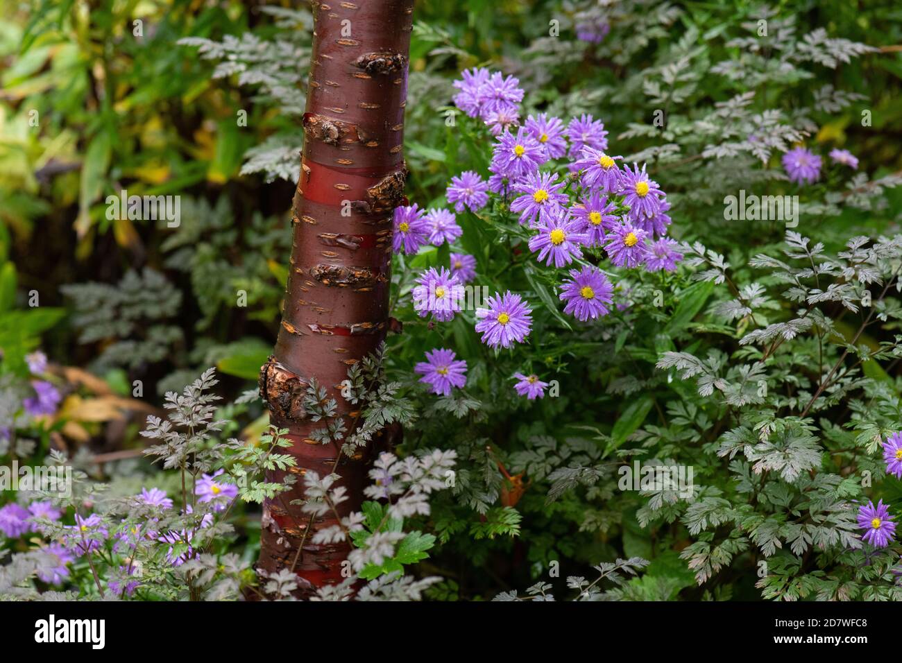 Prunus serrula, lila Aster Blumen und anthriscus sylvestris ravenwing Detail in lila Herbst Grenze, Schottland, UK Stockfoto