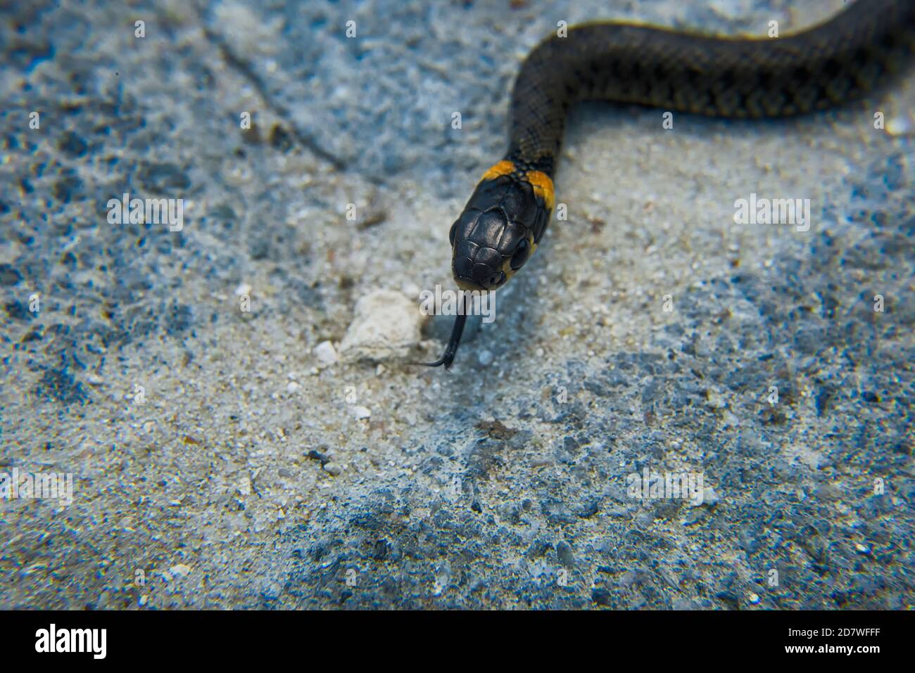 Makrofotografie einer Babyschlange. Stockfoto