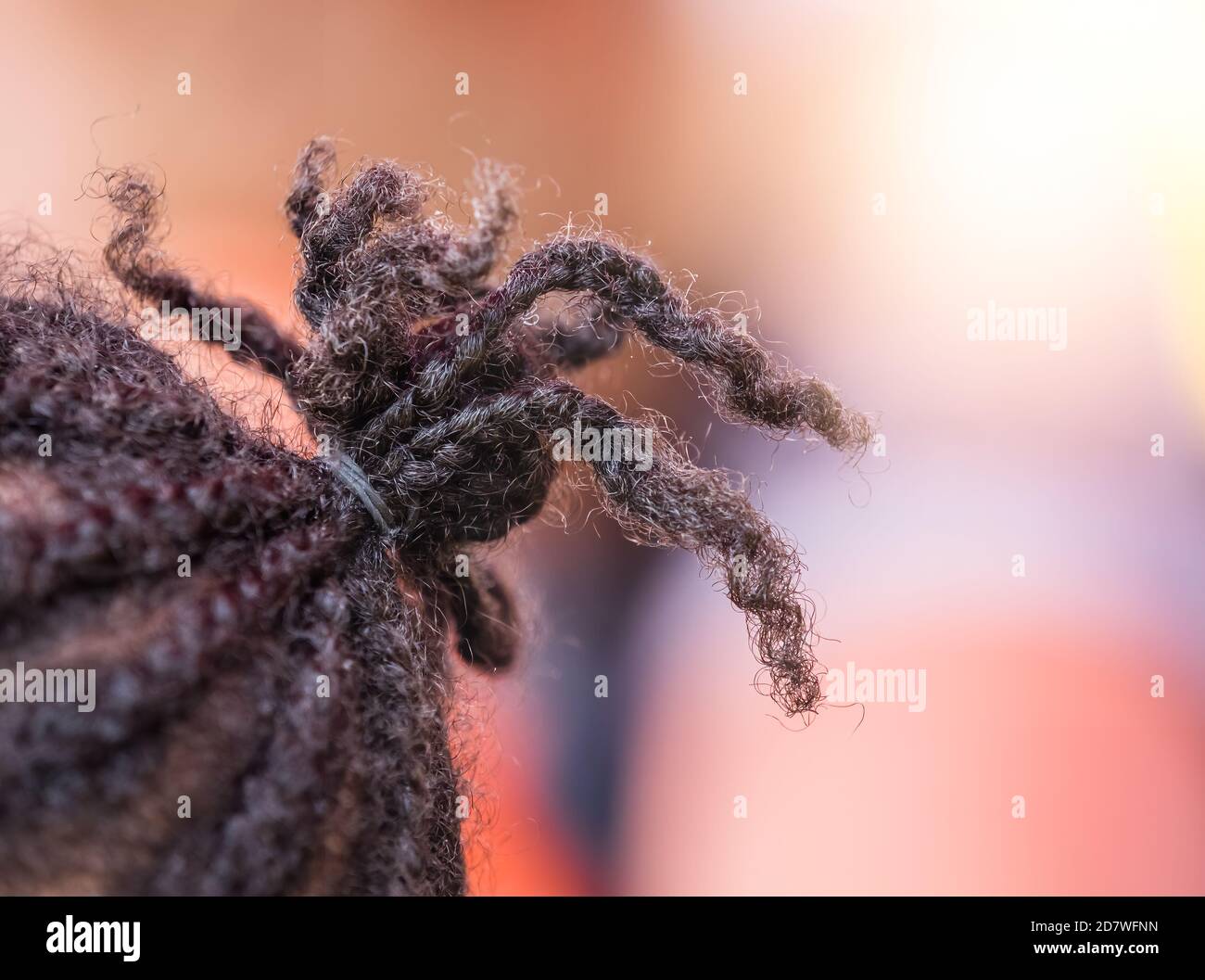 Nahaufnahme von lockigen Dreadlocks eines afrikanischen Kindes unter der Leuchtet Stockfoto