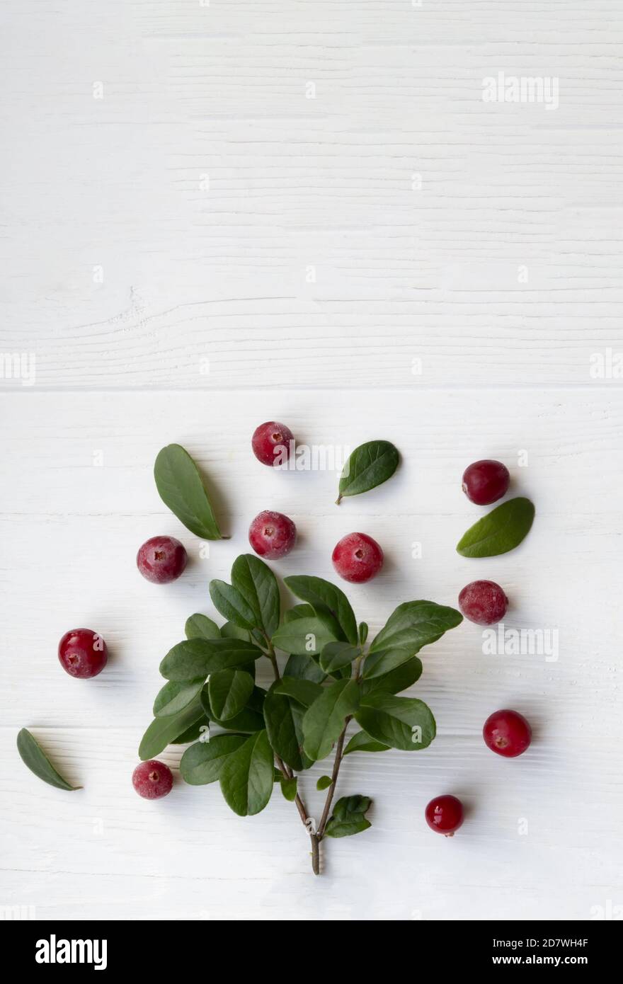 Preiselbeeren mit Zweigen und Blättern auf weißem Hintergrund mit Platz für Text. Natürliche Medizin. Stockfoto