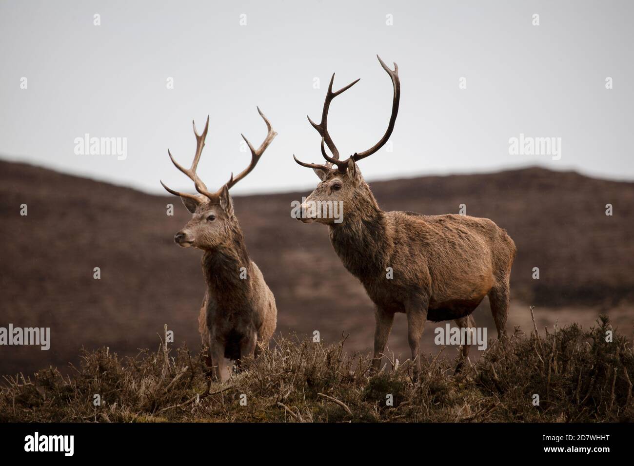 Zwei Rothirsche Hirsche Cervus elaphus scoticus stehen an einem nassen und windigen Tag in den exponierten schottischen Highlands im Winter Seite an Seite. Stockfoto