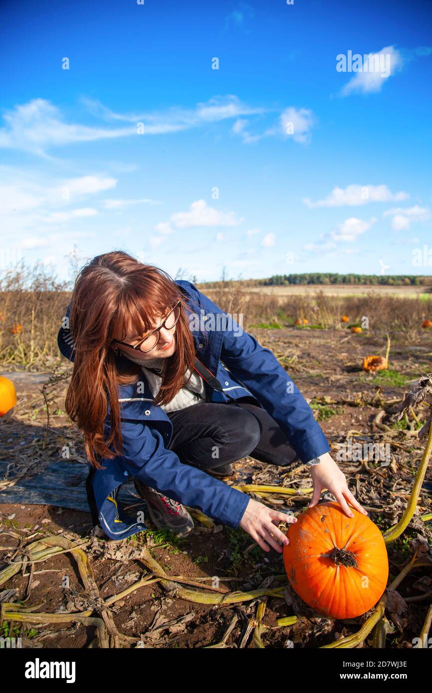 Eine junge Frau pflückt einen Kürbis auf einem Kürbis-Patch unter einem blauen Himmel, bereit für Halloween. Stockfoto