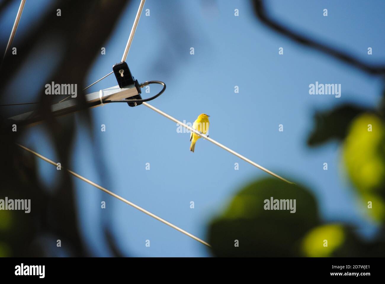 Safranfink, der auf einer Antenne steht Stockfoto