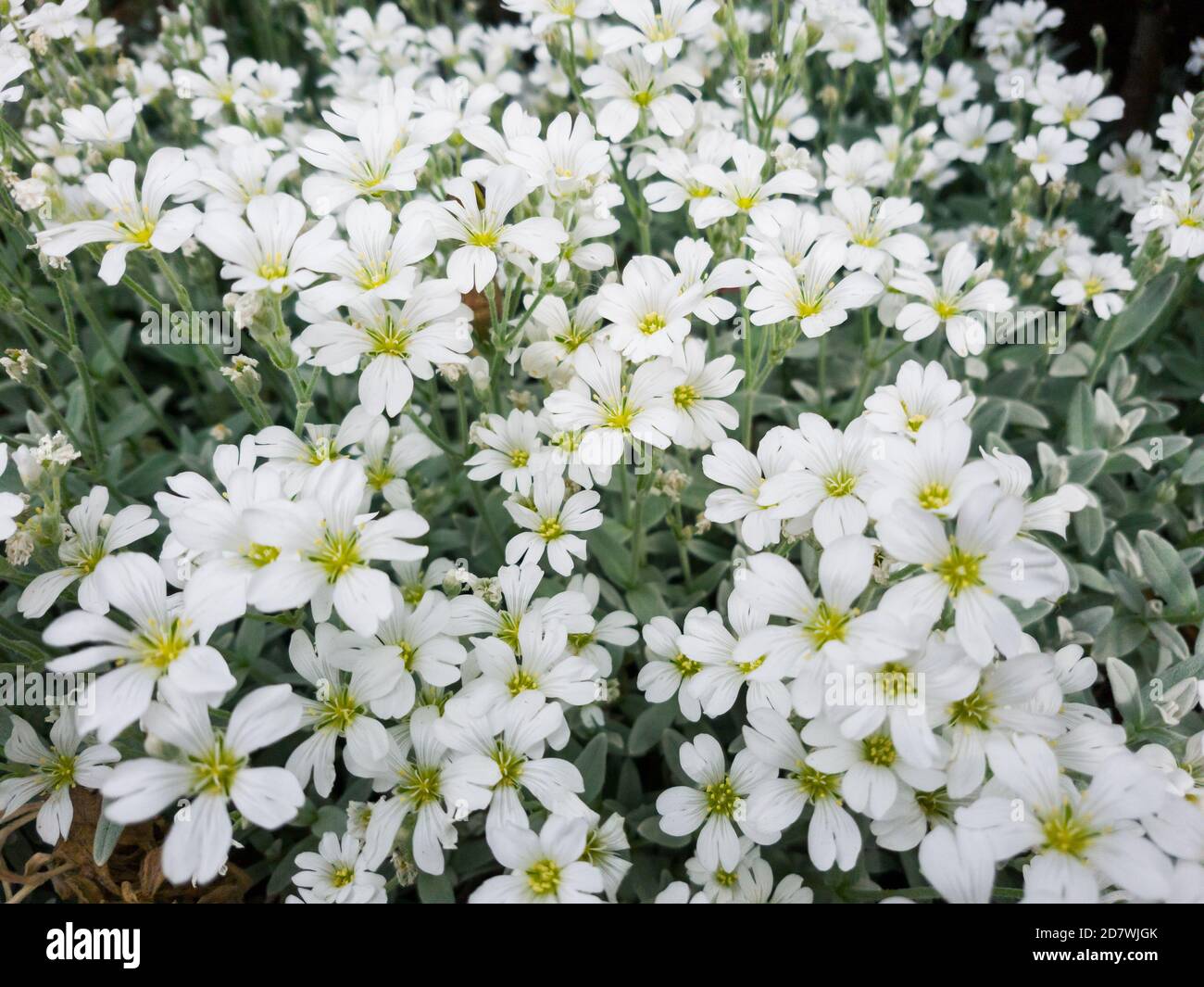 Kleine weiße Blüten der Gypsophila im offenen Boden Stockfoto