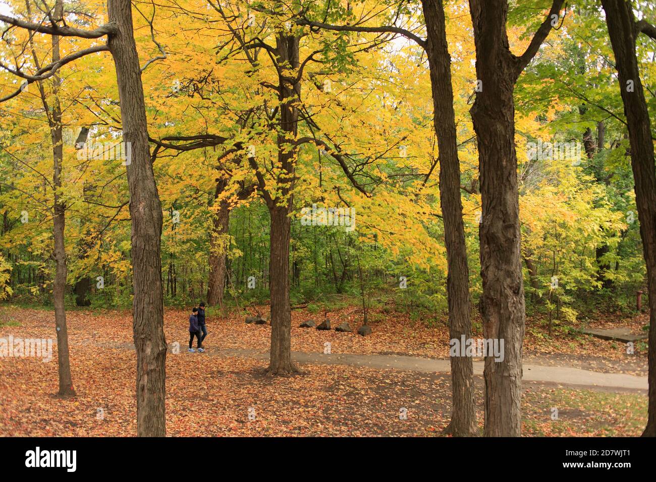 Herbstwald, Mount Royal Park, Montreal, Kanada, Stockfoto