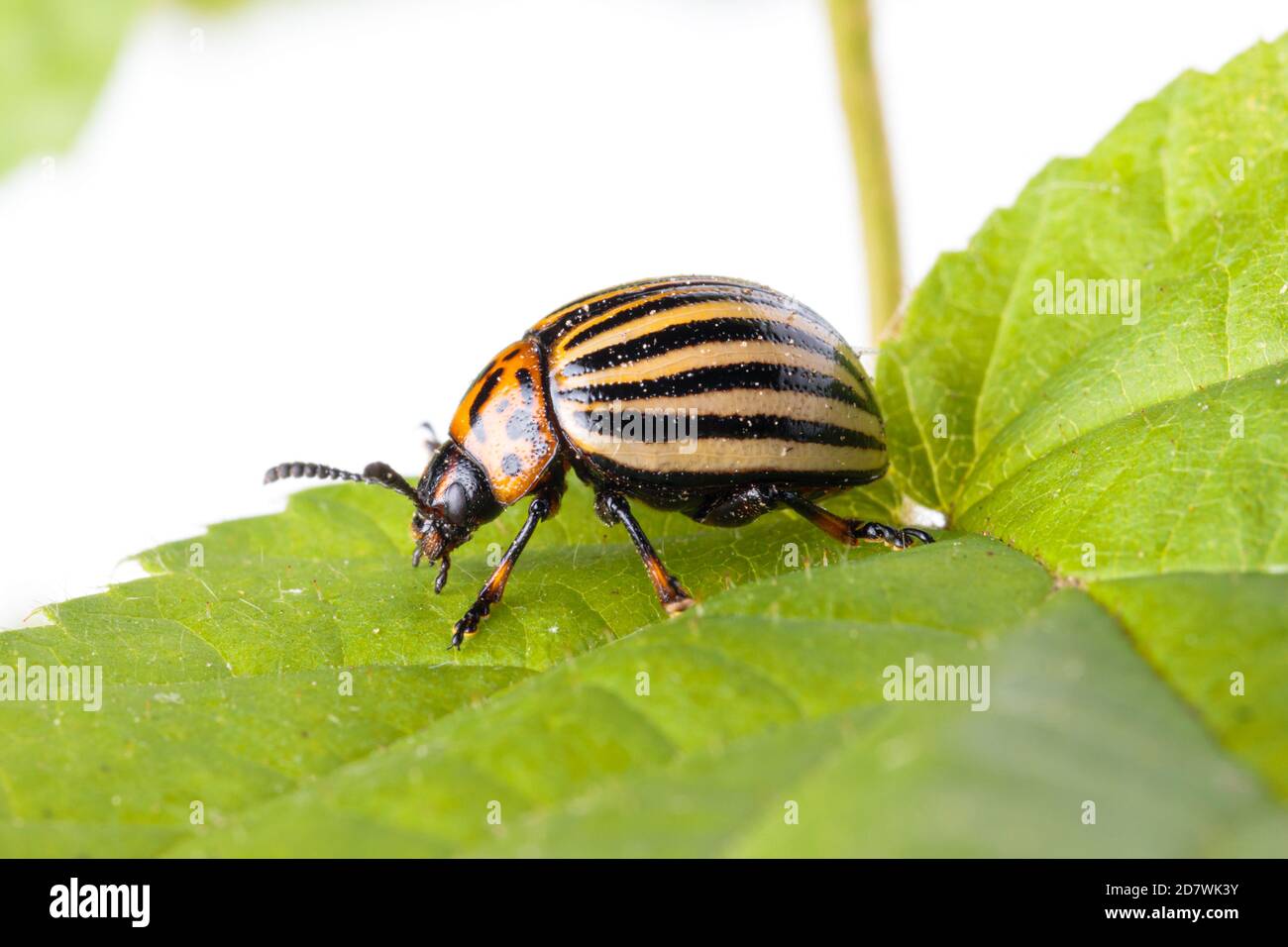 Makro-Aufnahme eines Colorado Kartoffelkäfer sitzt auf einem grünen verlassen auf weißem Hintergrund, ist diese Kartoffel-Bug ein großer Schädling der Kartoffelpflanzen weltweit, als Stockfoto