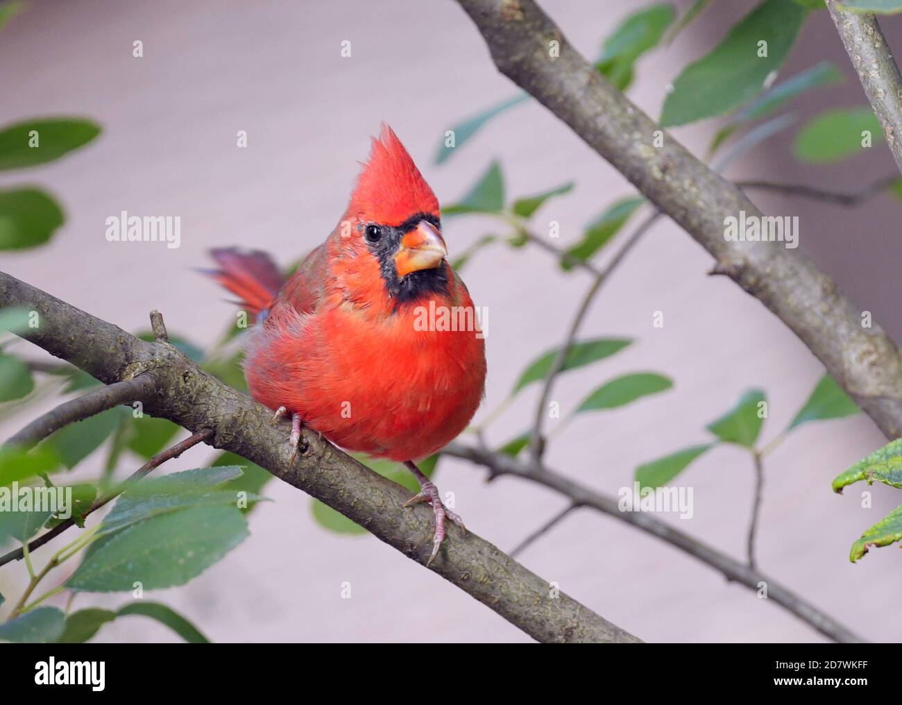 Männchen Northern Cardinal Vogel auf einem Zweig in der thront Sommer Stockfoto