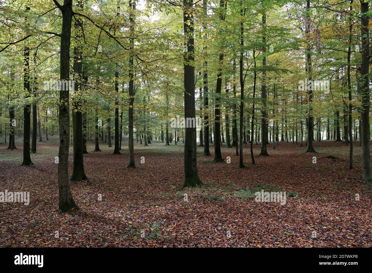 Schöner Buchenwald im Morgenlicht Stockfoto
