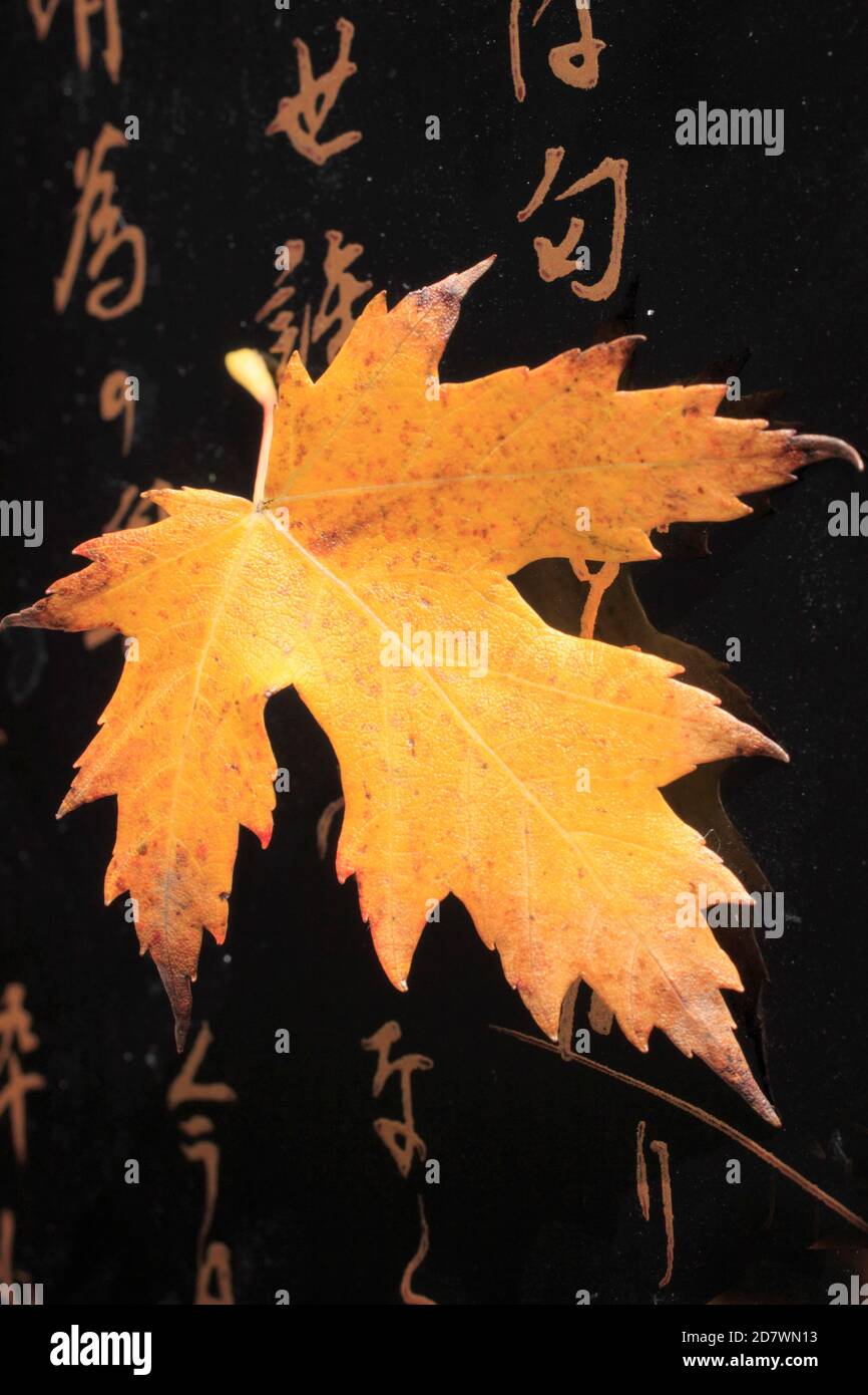 Ahornblatt, japanische Inschrift, Herbst, Jahreszeiten, Stockfoto
