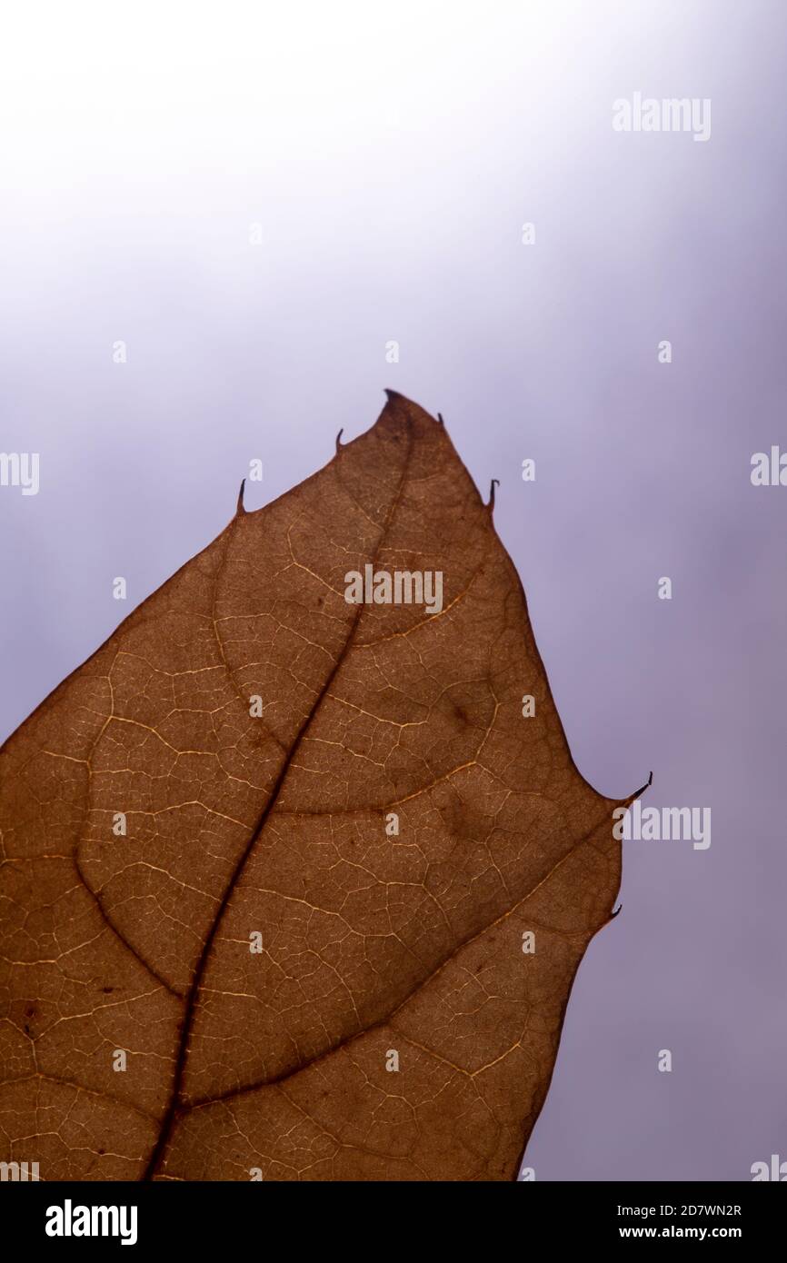 Blattdetail auf Verlaufshintergrund (gruselig) Stockfoto