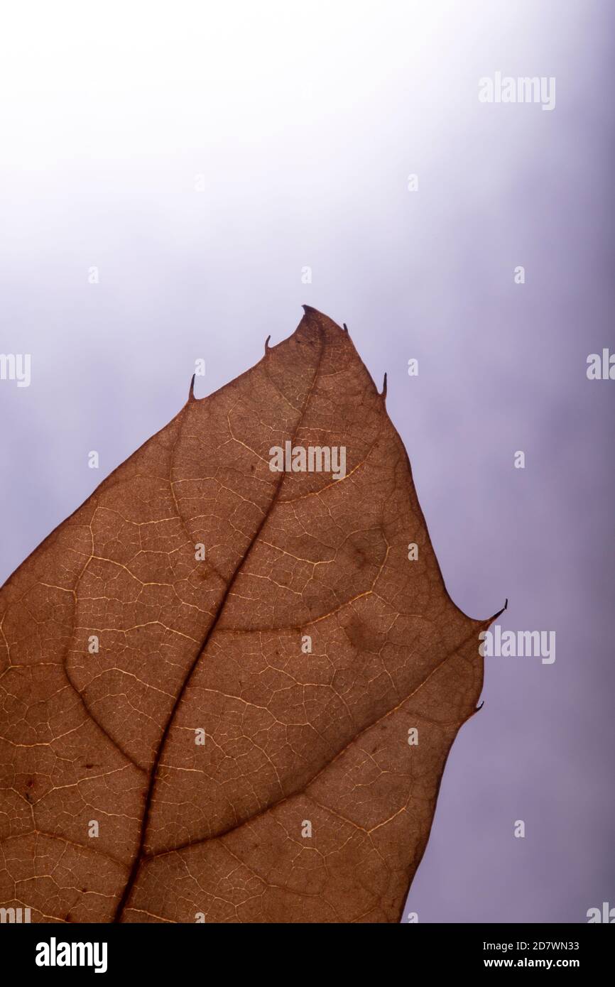 Blattdetail auf Verlaufshintergrund (gruselig) Stockfoto