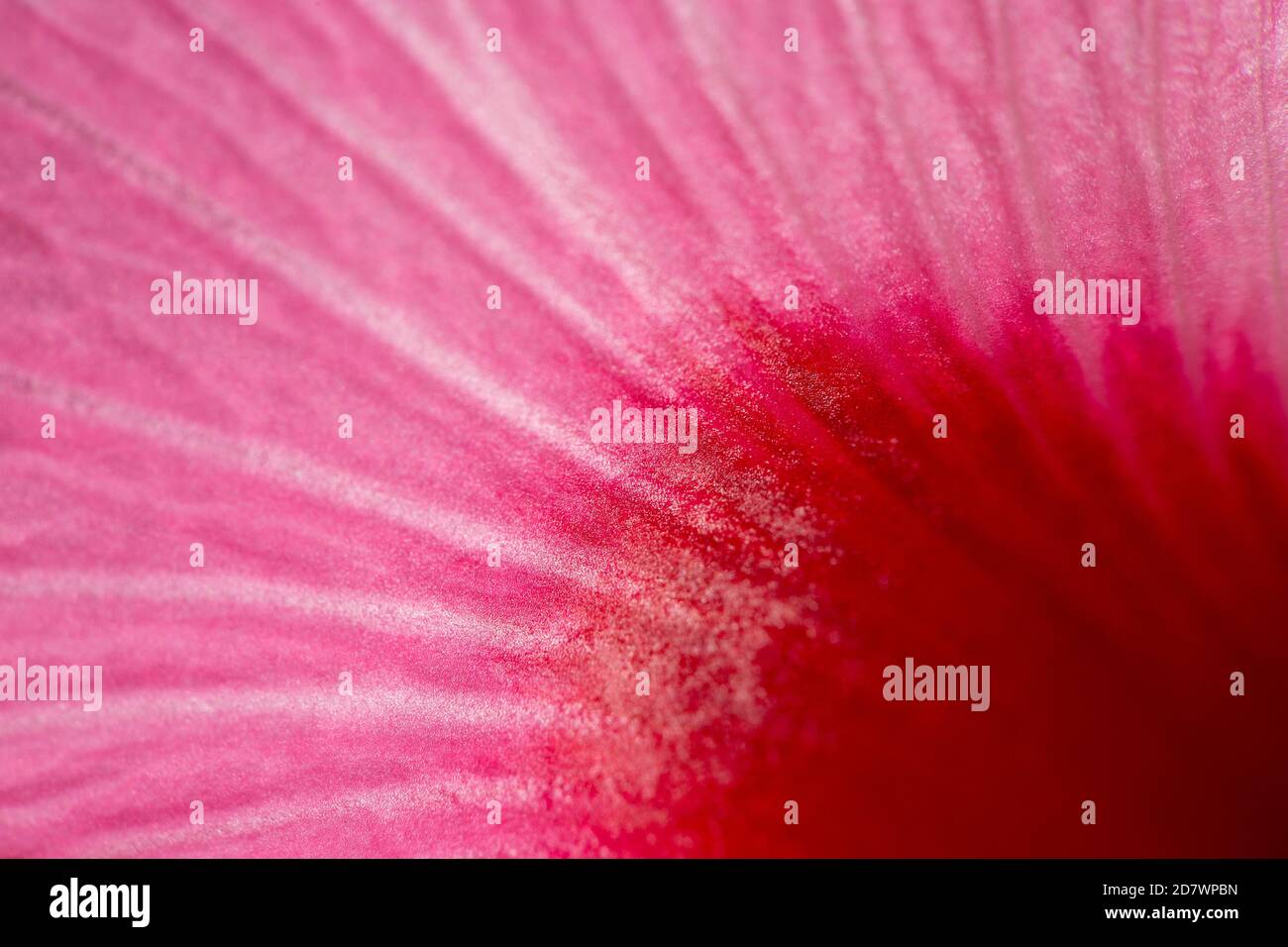 Hibiscus Juno Nahaufnahme Detail der hellen Farben Stockfoto