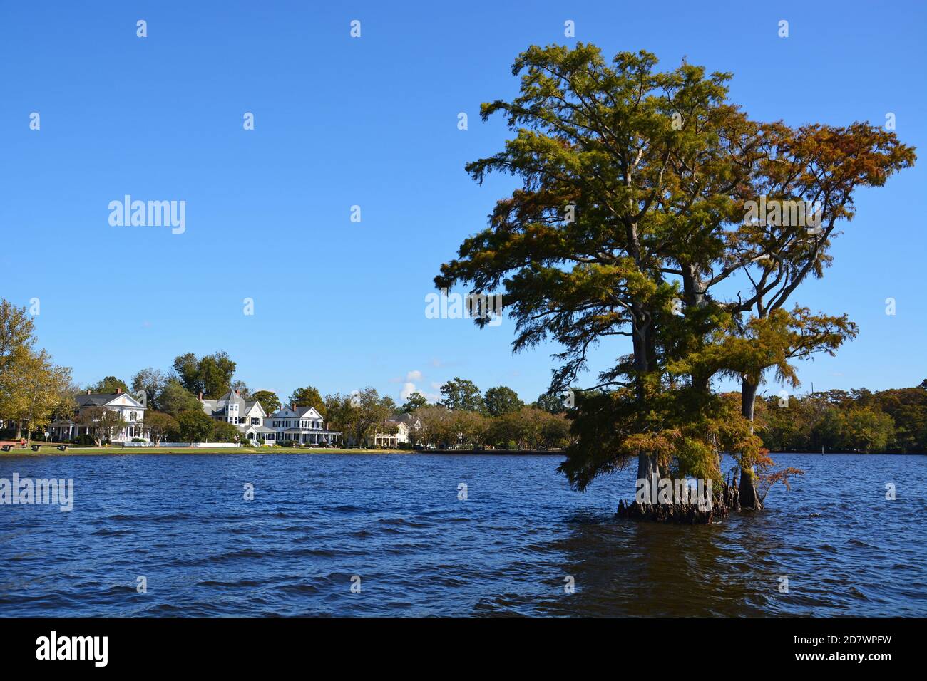 Bald Zypressen in der Bucht vor Edenton North Carolina. Stockfoto