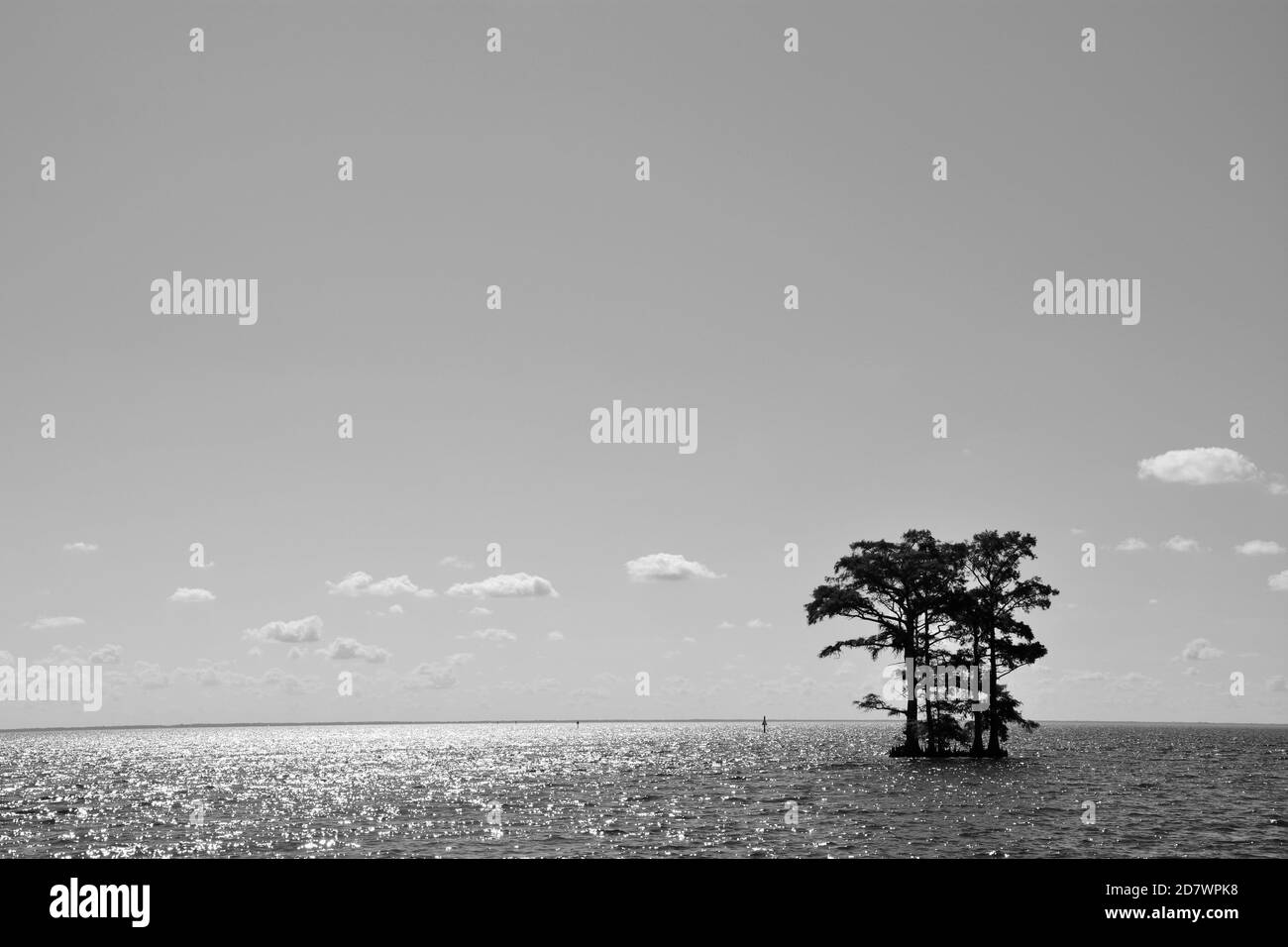 Zypressen, die im Albemarle Sound gegen den Horizont silhouettiert wurden Von North Carolina Stockfoto